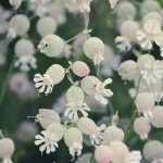 Silene vulgaris - Foto Pixabay